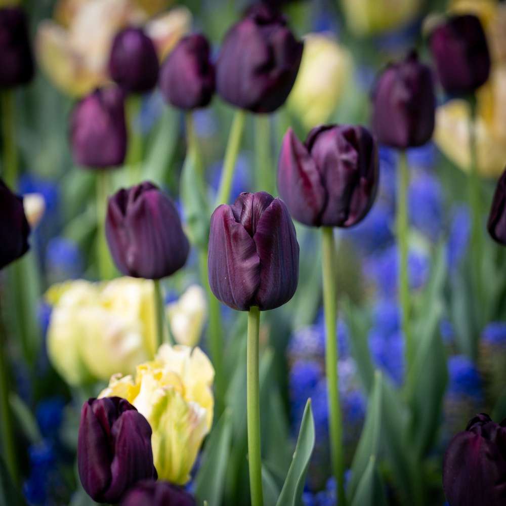 Tulpan 'Paul Scherer'